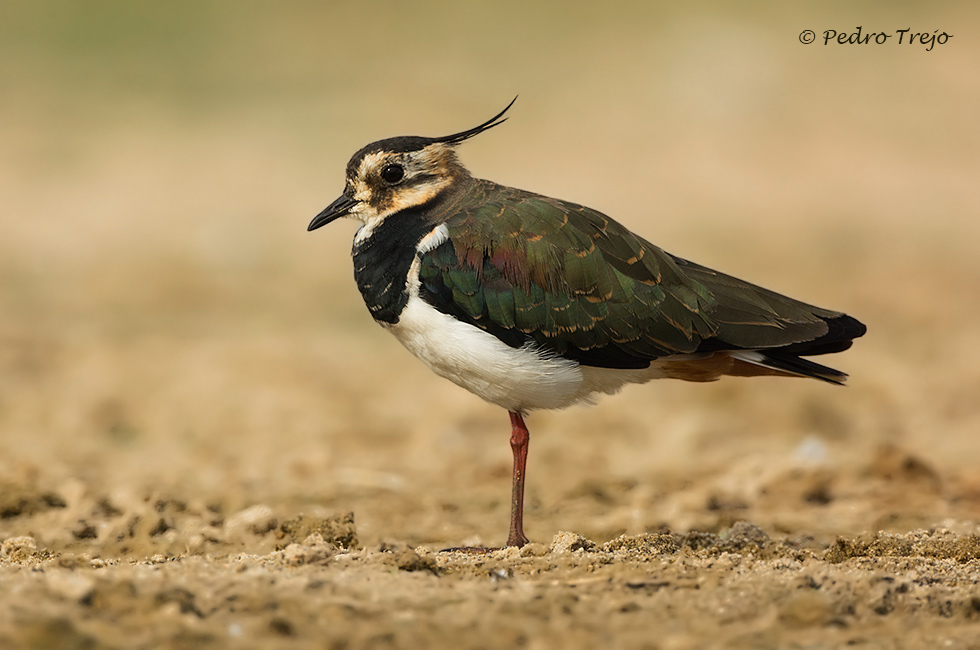 Avefria ( Vanellus vanellus)